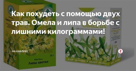Омела липа похудеть