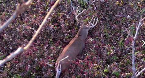 Why Passing This 180 Inch Deer Was The Right Thing To Do