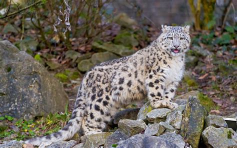 El Leopardo De Las Nieves Fotos E Imágenes En Fotoblog X