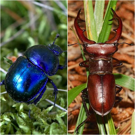 32 Escarabajos De Colores Alucinantes E Imposibles De Replicar Que Te