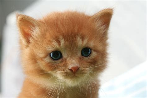 Cute Baby Cat Wallpapers For You Free Download Orange Kitten Brown