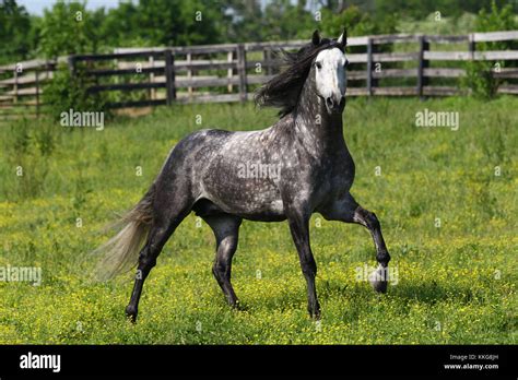 Dapple Grey Thoroughbred Stallion