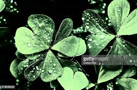 Falling Clovers Photos And Premium High Res Pictures Getty Images