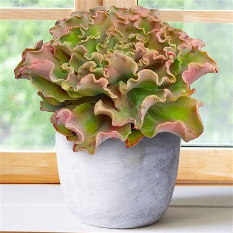Cottage Farms Direct Houseplants Coral Reef Echeveria