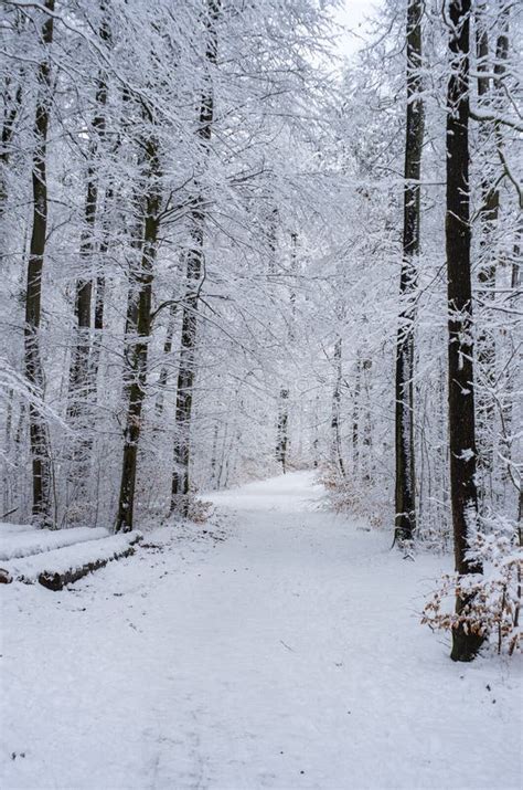 Winter Snowy Path Trail Through The Woods Stock Image Image Of Cold