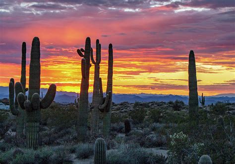 Arizona Sunset With Saguaro Cactus In Background Photograph By Ray