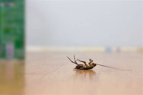5 Trucos Para Repeler Las Cucarachas Sin Usar Insecticidas Cafards
