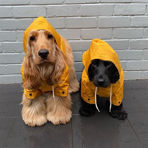 lil and dave on instagram “rain rain go away come again another day ☔️ ☔️ not impressed with