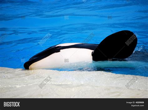 Killer Whale Waving Image And Photo Free Trial Bigstock