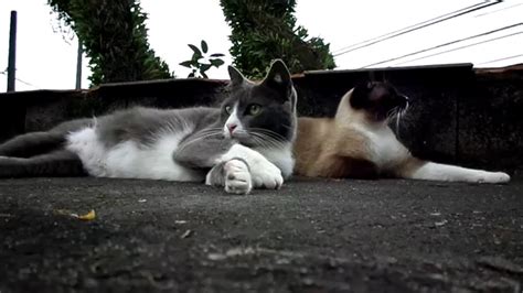 A Tuxedo And A Siamese Cat Resting Together For 9 Minutes Youtube