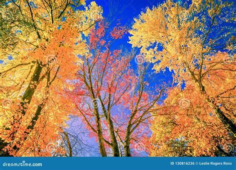 Autumn Colors And Sky Stock Photo Image Of Colored 130816236