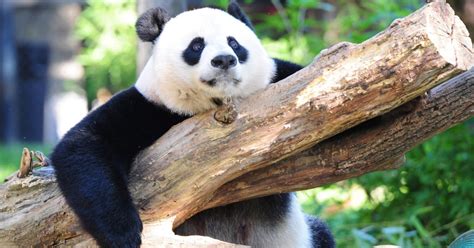 Endangered Species List Giant Panda No Longer Under Threat But These