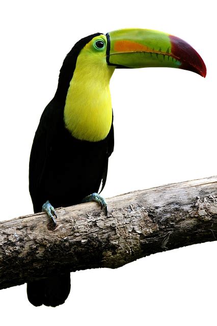 Free Image On Pixabay Bird Parrot Toucan Bill Free Pictures Free