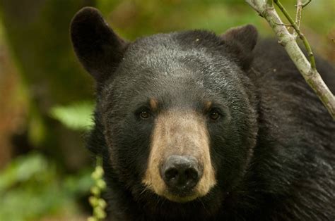 American Black Bear Ursus Americanus 4288x2848 Imgur Black Bear