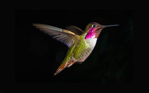 Explore the world of black background images. Hummingbird on a black background wallpapers and images ...