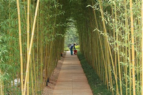 Planter Du Bambou Au Jardin