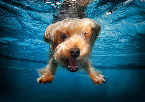 15 Hilarious Photos Of Dogs Trying To Fetch A Ball Underwater 7lol