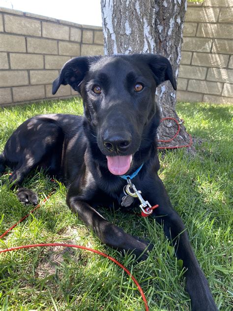 Belgian Malinois Black Lab Mix