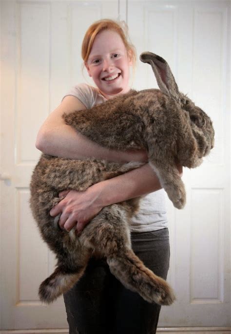 Nidokidos Official Blog Nidokidos Worlds Largest Rabbit Breed