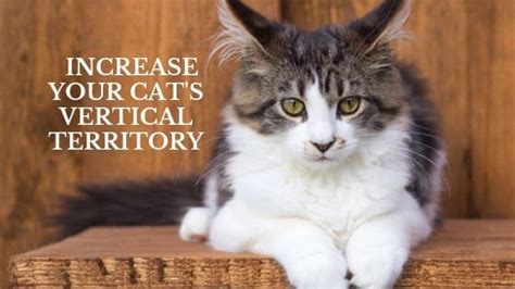 Increase Your Cats Vertical Territory