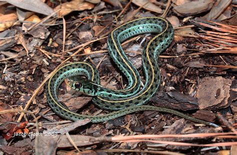 Florida Blue Eastern Garter Snake Thamnophis S Sirtali Flickr