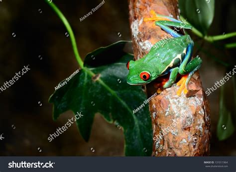 Red Eye Tree Frog Agalychnis Callidryas In Terrarium Stock Photo
