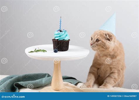 Cute Cat In Birthday Hat With Delicious Cupcake With Candle On Light