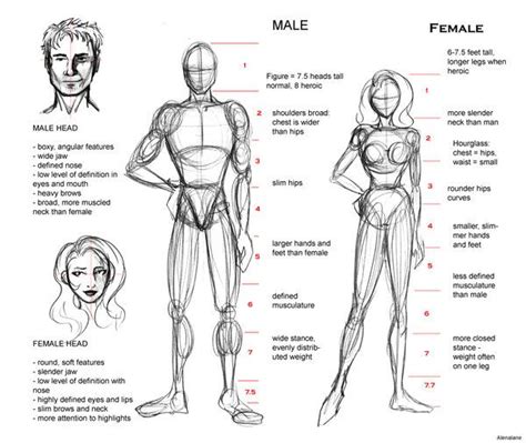 Proportion Guide By Alenalane On Deviantart Figure Drawing Poses Human Figure Drawing Figure