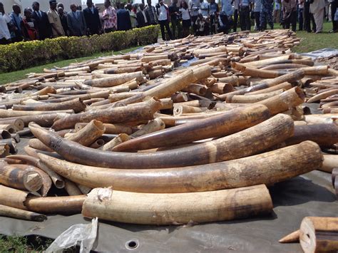 Ivory Trade In The Us Items Worth 15million Sold On Craigslist