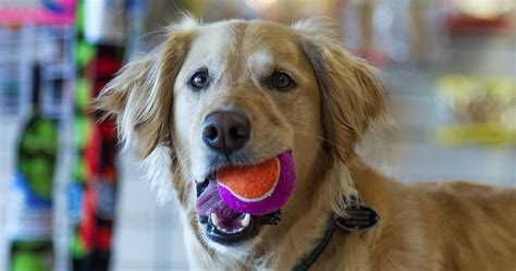 Are cherries good for dogs. Group Dog Training Classes