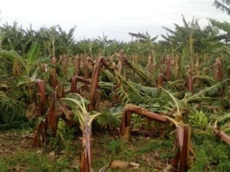 Erika Damages Banana Plantations In Nw