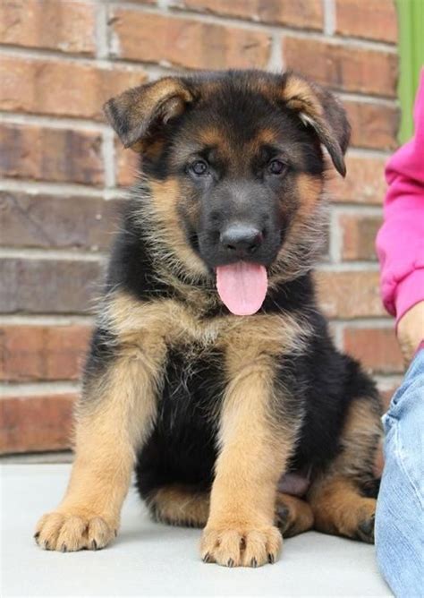 Our pups are vet checked, first shots. German Shepherd Puppies For Sale | Indianapolis, IN #247614