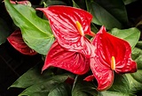 Flori de apartament - Ghid util de ingrijire, poze si denumiri, plante ...