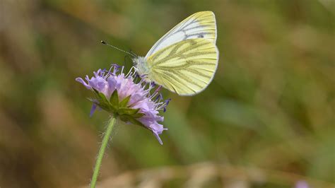 Climate Change Could Harm British Butterflies The New York Times