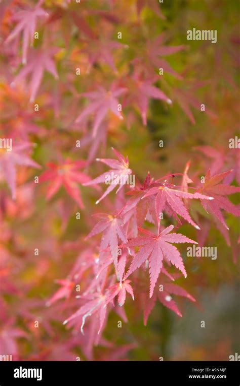 Detail Of Japanese Maple Leaves Acer Palmatum During Autumn At