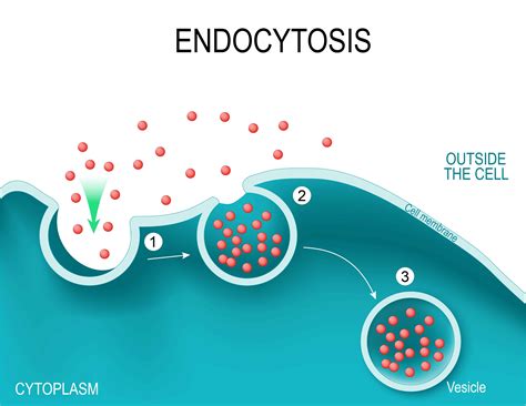 Exocytosis Types Steps And Examples