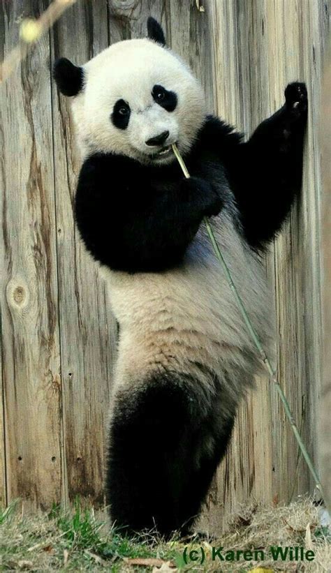 Pin By Fortun0 On Amazing World Nature Panda Bear Panda Giant Panda