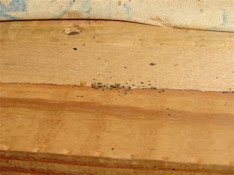 The kitchen is one area where bed bugs may not appear. Bed Bugs and Fecal Spotting in Furniture | Bed Bugs