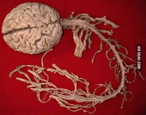 Anatomy Of The Brain And Spinal Cord Hot Sex Picture