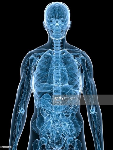 Human Body Scan Showing Anatomy High Res Stock Photo Getty Images
