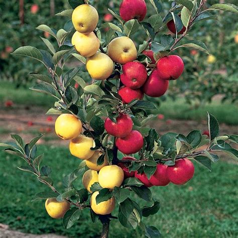 Gardening How To Choose The Right Fruit Tree From Your Local Nursery