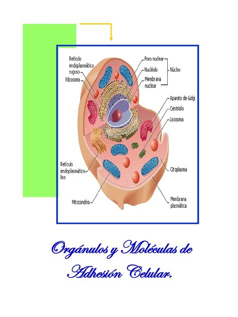 Resumen De Fisiologia Celular Membrana Celular Citoplasma