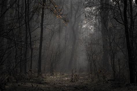 Hd Wallpaper Landscape Photo Of Forest Branches Cold Dark Dawn