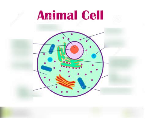 Animal Cell Diagram 1 Diagram Quizlet