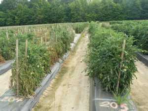 It should be applied at the rate of 2 handfuls per planting hole and mixed thoroughly with the soil. Grafting Vegetables Offers Increased Yields, Less Crop ...
