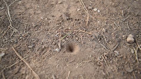 Can You Tell Me What Bug Digs These Holes Youtube