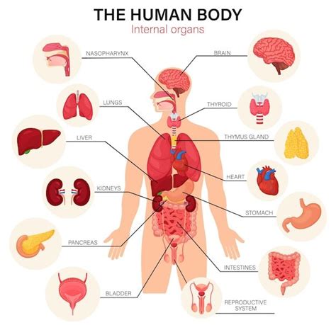Human Body Internal Organs Diagram Flat Premium Vector Freepik