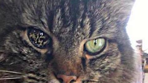 These Cats Have The Most Unusual Eyes In The World