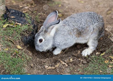 A Rabbit Digging A Hole Stock Photo Image Of Outdoor 178419702