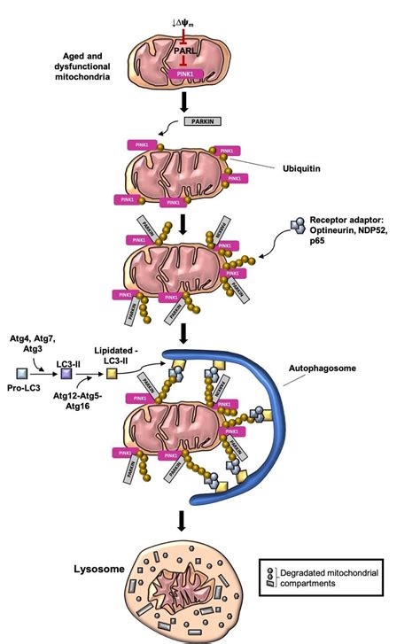 Ubiquitin Mediated Mitophagy The PINK1 PARKIN Mediated Pathway One Of